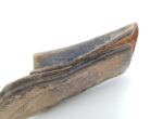 Preussen Seitengewehrtasche M1895 für SG 71 oder SG 98/05 – Bild 4