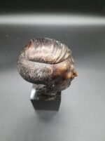 Bronze Büste Adolf Hitler Hst. W. Zoll – Bild 6